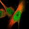 Spermatogenesis Associated 13 antibody, HPA040185, Atlas Antibodies, Immunofluorescence image 