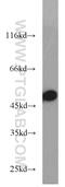 Transforming Growth Factor Beta 2 antibody, 19999-1-AP, Proteintech Group, Western Blot image 