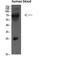 Interleukin 16 antibody, STJ98673, St John