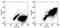 CD197 CCR7 antibody, 16-1971-85, Invitrogen Antibodies, Flow Cytometry image 