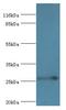 RAB3C, Member RAS Oncogene Family antibody, LS-C371824, Lifespan Biosciences, Western Blot image 