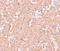 Zinc Finger And BTB Domain Containing 8A antibody, 6129, ProSci, Immunohistochemistry frozen image 