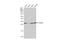 Chloride Intracellular Channel 4 antibody, NBP1-33474, Novus Biologicals, Western Blot image 