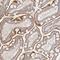 Synaptogyrin 4 antibody, NBP1-87530, Novus Biologicals, Immunohistochemistry frozen image 