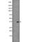 Olfactory receptor OR6-13 antibody, abx147524, Abbexa, Western Blot image 