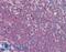 MS2 antibody, LS-B15591, Lifespan Biosciences, Immunohistochemistry paraffin image 