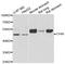 Chitinase Acidic antibody, abx005032, Abbexa, Western Blot image 