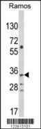 Thymus, Brain And Testes Associated antibody, 63-590, ProSci, Western Blot image 