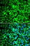 ATP Synthase F1 Subunit Alpha antibody, LS-B13890, Lifespan Biosciences, Immunofluorescence image 