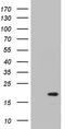 Prostaglandin E Synthase 3 antibody, LS-C789889, Lifespan Biosciences, Western Blot image 