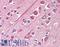 Tubulin antibody, LS-C142442, Lifespan Biosciences, Immunohistochemistry frozen image 