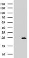 R-spondin-1 antibody, MA5-26680, Invitrogen Antibodies, Western Blot image 