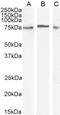 Wnt Family Member 3 antibody, 46-598, ProSci, Western Blot image 