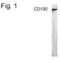 Semaphorin 4D antibody, PA1-4201, Invitrogen Antibodies, Western Blot image 