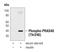 AKT1 Substrate 1 antibody, PA5-17175, Invitrogen Antibodies, Western Blot image 