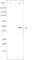 E2F-1 antibody, abx011767, Abbexa, Western Blot image 