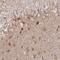 Shisa Family Member 4 antibody, PA5-63939, Invitrogen Antibodies, Immunohistochemistry paraffin image 