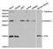 Cytidine Deaminase antibody, PA5-76650, Invitrogen Antibodies, Western Blot image 