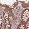 Translocase Of Outer Mitochondrial Membrane 70 antibody, NBP2-38571, Novus Biologicals, Immunohistochemistry frozen image 