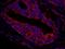 CCR4-NOT Transcription Complex Subunit 3 antibody, IHC-00623, Bethyl Labs, Immunofluorescence image 