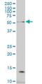 Nuclear receptor coactivator 4 antibody, H00008031-M05, Novus Biologicals, Western Blot image 