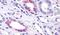 G Protein-Coupled Receptor 146 antibody, PA5-32800, Invitrogen Antibodies, Immunohistochemistry frozen image 