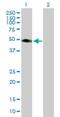 Tripartite Motif Containing 15 antibody, H00089870-B01P, Novus Biologicals, Western Blot image 