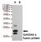 Growth Arrest And DNA Damage Inducible Alpha antibody, STJ99242, St John