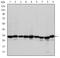 Prohibitin antibody, MA5-15899, Invitrogen Antibodies, Western Blot image 