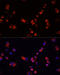 Eukaryotic Translation Elongation Factor 1 Gamma antibody, 18-785, ProSci, Immunofluorescence image 