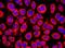 Chromogranin A antibody, orb10377, Biorbyt, Immunofluorescence image 