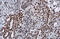 RAD50 Double Strand Break Repair Protein antibody, 56213, QED Bioscience, Immunohistochemistry frozen image 