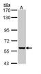 Cytochrome P450 Family 2 Subfamily R Member 1 antibody, NBP1-32883, Novus Biologicals, Western Blot image 