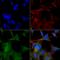 Autophagy Related 4A Cysteine Peptidase antibody, LS-C776104, Lifespan Biosciences, Immunocytochemistry image 