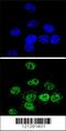 Myocyte Enhancer Factor 2A antibody, 63-859, ProSci, Immunofluorescence image 