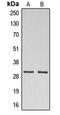 DnaJ Heat Shock Protein Family (Hsp40) Member C5 antibody, LS-C353568, Lifespan Biosciences, Western Blot image 