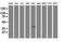 Decaprenyl Diphosphate Synthase Subunit 2 antibody, NBP2-01512, Novus Biologicals, Western Blot image 