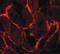 Fms Related Tyrosine Kinase 3 antibody, LS-B8864, Lifespan Biosciences, Immunofluorescence image 
