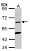 Pleiotropic Regulator 1 antibody, NBP1-31265, Novus Biologicals, Western Blot image 