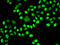 Nuclear Distribution C, Dynein Complex Regulator antibody, 22-400, ProSci, Immunofluorescence image 