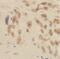 Armadillo Repeat Containing 10 antibody, FNab00583, FineTest, Immunohistochemistry frozen image 