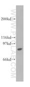 Signal Transducer And Activator Of Transcription 4 antibody, 13028-1-AP, Proteintech Group, Western Blot image 