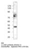 Tyrosyl-DNA Phosphodiesterase 2 antibody, MBS540276, MyBioSource, Western Blot image 