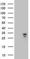 Mitochondrial Translational Initiation Factor 3 antibody, TA800420BM, Origene, Western Blot image 