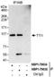 TELO2 Interacting Protein 1 antibody, NBP1-79035, Novus Biologicals, Western Blot image 