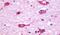 Cholinergic Receptor Muscarinic 5 antibody, PA5-33434, Invitrogen Antibodies, Immunohistochemistry frozen image 