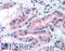 ATP Binding Cassette Subfamily A Member 7 antibody, LS-C141536, Lifespan Biosciences, Immunohistochemistry frozen image 