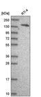 Tubulin Tyrosine Ligase Like 4 antibody, PA5-65604, Invitrogen Antibodies, Western Blot image 