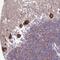 Hippocalcin Like 1 antibody, NBP2-54705, Novus Biologicals, Immunohistochemistry frozen image 