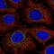 NADH:Ubiquinone Oxidoreductase Core Subunit S2 antibody, NBP2-30413, Novus Biologicals, Immunofluorescence image 